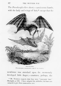 Pipistrelli-lucertole